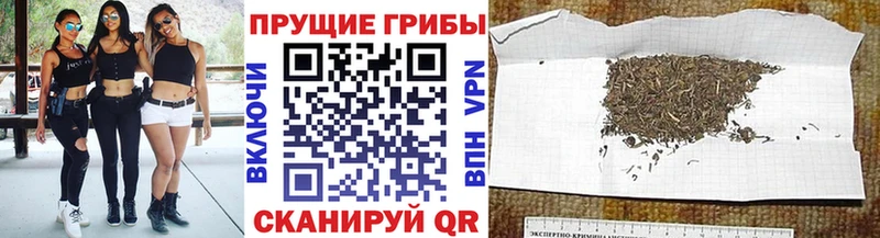 где найти   Усть-Джегута  Псилоцибиновые грибы мицелий 